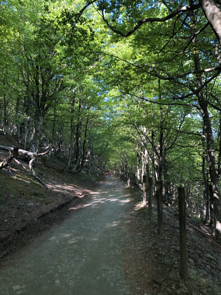 A Winding Dirt Road Surrounded by Dense Trees in a Tranquil Forest setting.what Type of Coaching Is Right for You?