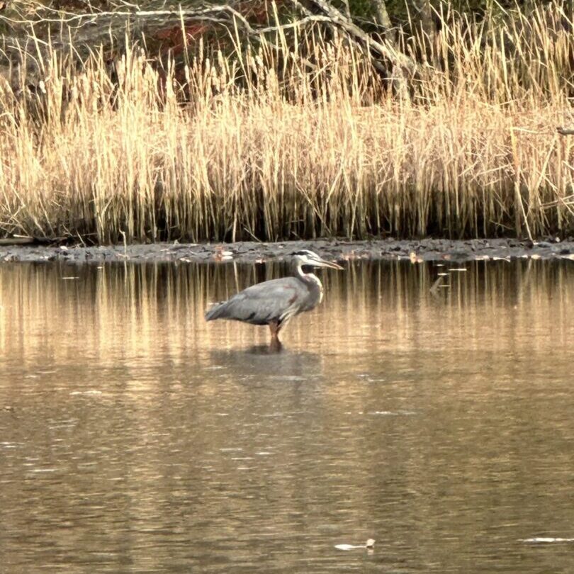 Inspiration and Musings- Home Page