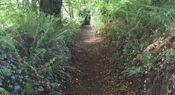 A Serene Woodland Path Surrounded by Lush Ferns and Tall Trees, Inviting Exploration Through Nature’s Beauty.